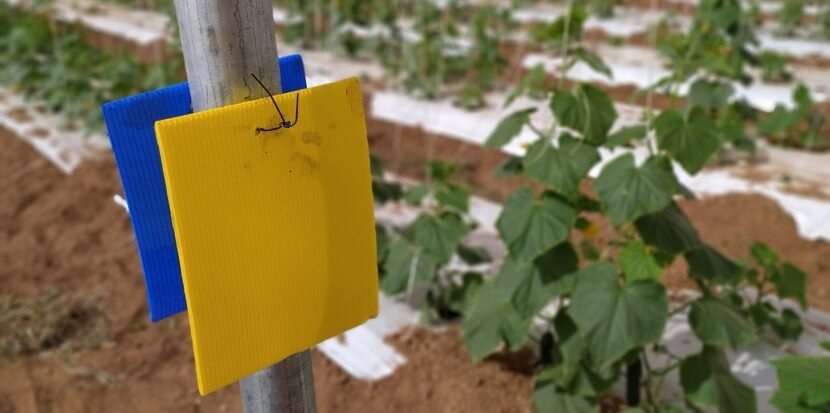 Yellow and blue sticky cards hanging in a greenhouse for pest monitoring programs