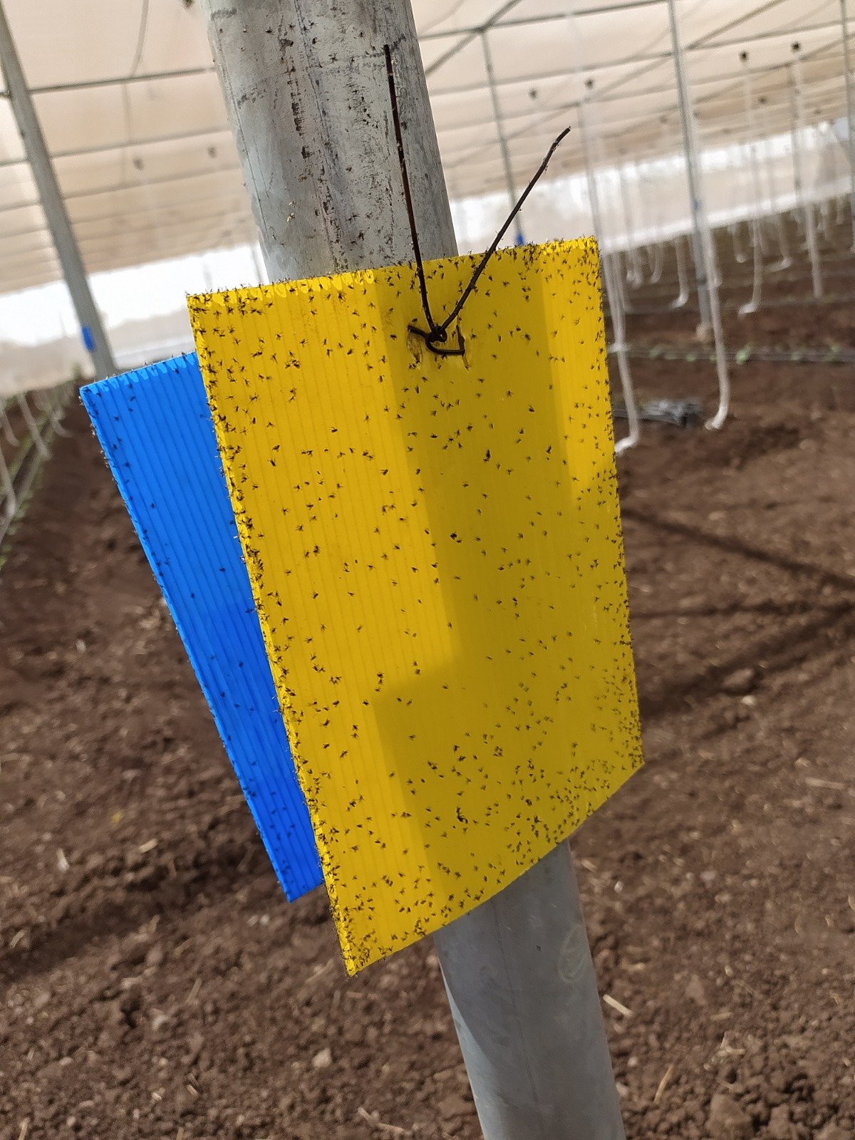 Double Sided Yellow Sticky Cards OEM Factory Guide: Custom Monitoring Cards for Greenhouse & Orchard IPM 3 Closeup of a yellow sticky card with trapped insects