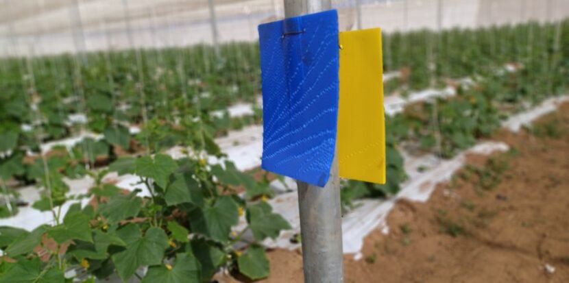 yellow sticky traps greenhouse