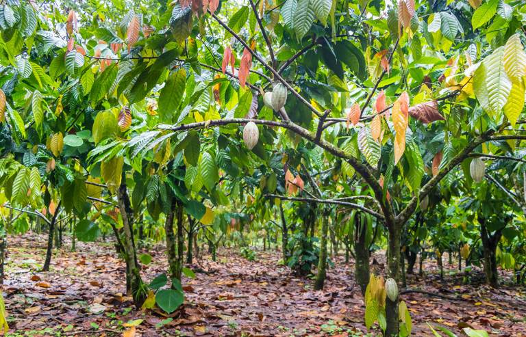 Cocoa plantation grove where tree banding tape is applied as a trunk barrier against ants and mealybug crawlers