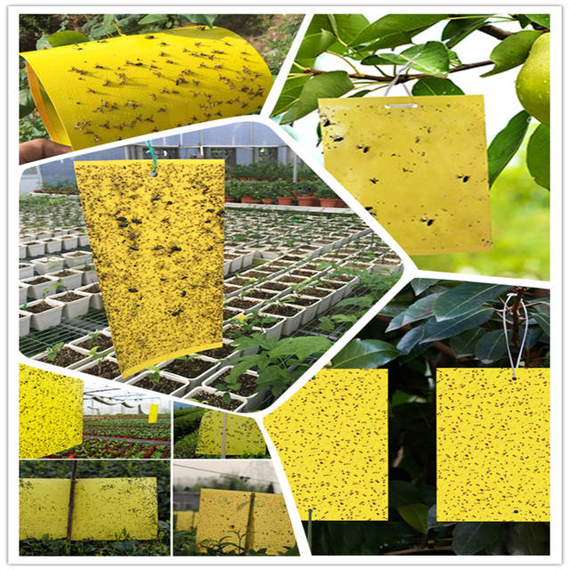 Fruit Fly Sticky Board for Orchards: Wholesale B2B Guide | KEENFLY