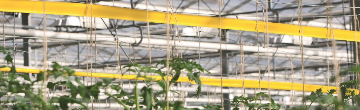 Commercial Mass Trapping Fly Tape Roll — Greenhouse & Livestock IPM 1 Fly sticky tape roll installed in commercial greenhouse