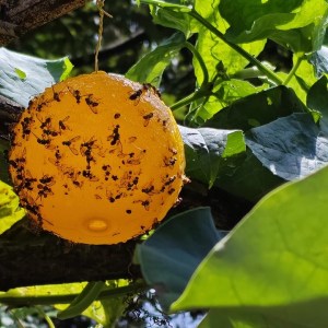 Green & Yellow Spherical Fly Traps — Bulk Mass Trapping for Citrus and Olive Orchards (Wholesale OEM)