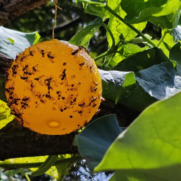 Green & Yellow Spherical Fly Traps — Bulk Mass Trapping for Citrus and Olive Orchards (Wholesale OEM) 1 Green & Yellow Spherical Fly Traps — Bulk Mass Trapping for Citrus and Olive Orchards (Wholesale OEM)
