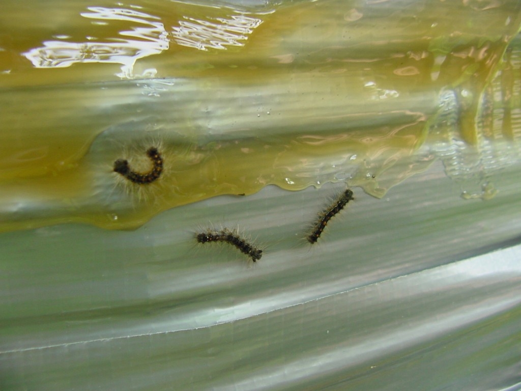 tree banding tape caterpillars trapped
