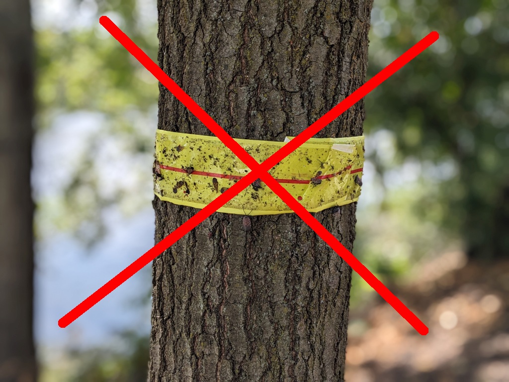 Bande de glu arboricole pour vergers méditerranéens : guide d’achat en gros 3 Détail d'une bande de glu arboricole avec insectes capturés