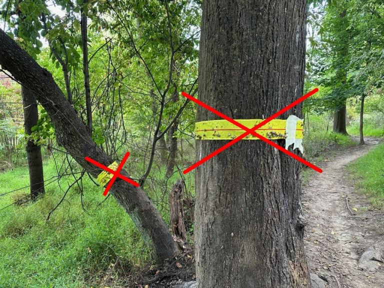 Cinta Encolada para Arboles en Bosques Urbanos: Guia de Barrera de Plagas Municipal