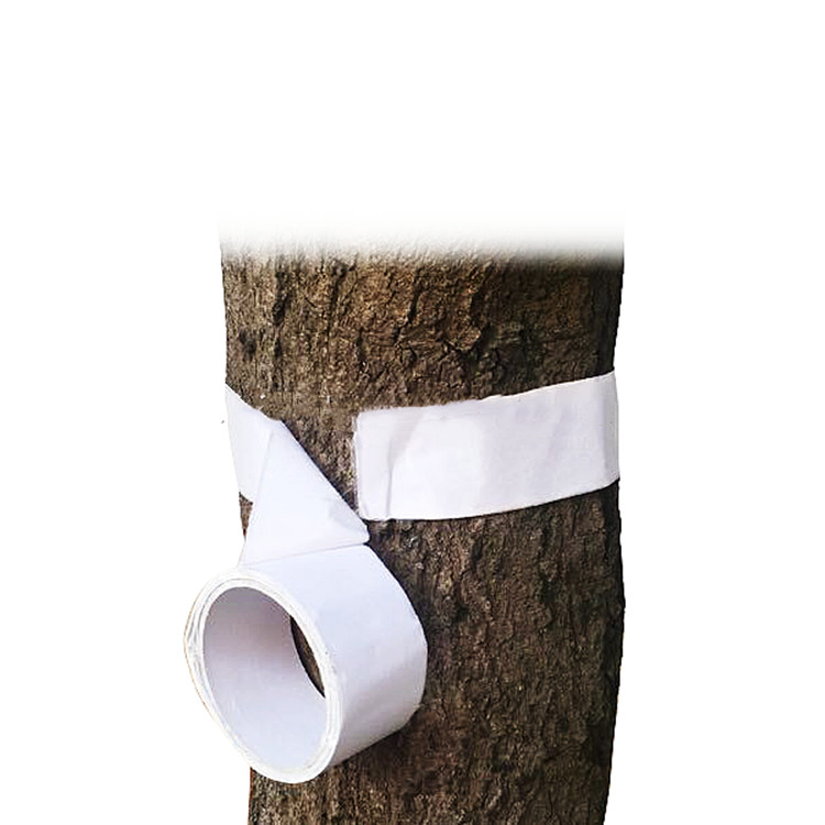 Cinta encolada para árboles colocada alrededor del tronco como barrera de crías