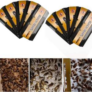 Foldable cockroach glue trap boards with attractant bait and caught cockroaches close-up