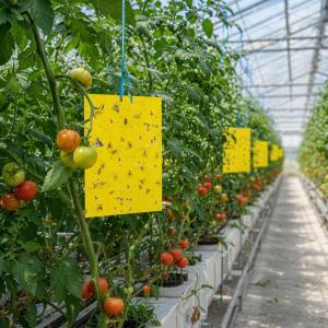 Yellow sticky monitoring cards hanging in a tomato greenhouse for pest scouting
